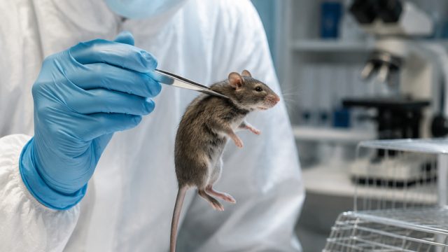 CDC Lifts Hantavirus Quarantine: What It Means for Public Health | lapangan bola basket beserta kete