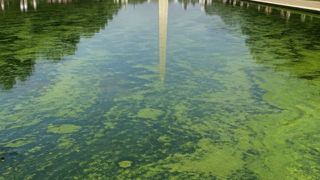 Algae Issues Plague Trump's Reflecting Pool: A Growing Environmental Concern | jasabol, pembukaan to