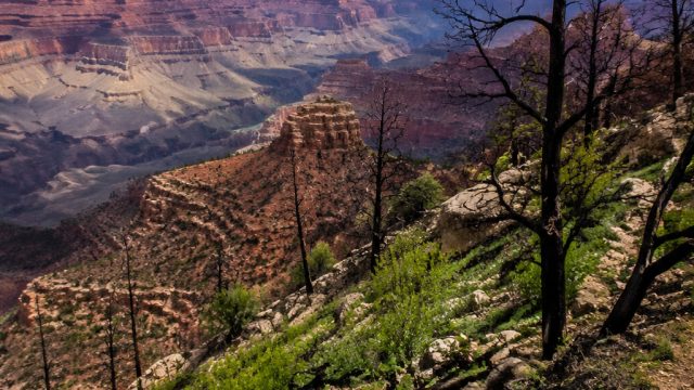 Grand Canyon Recovery: A Year After the Historic Fire | bandit ludo free online, mgs88, domino 99 qq